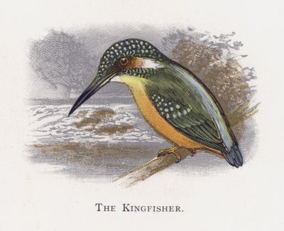 El Martín Pescador de Alexander Francis Lydon